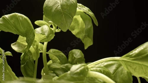 Fresh basil leaves on a dark ground background. Fresh leaves with rain or water drops.Studio shooting, movements filmed with a slider, macro photography.