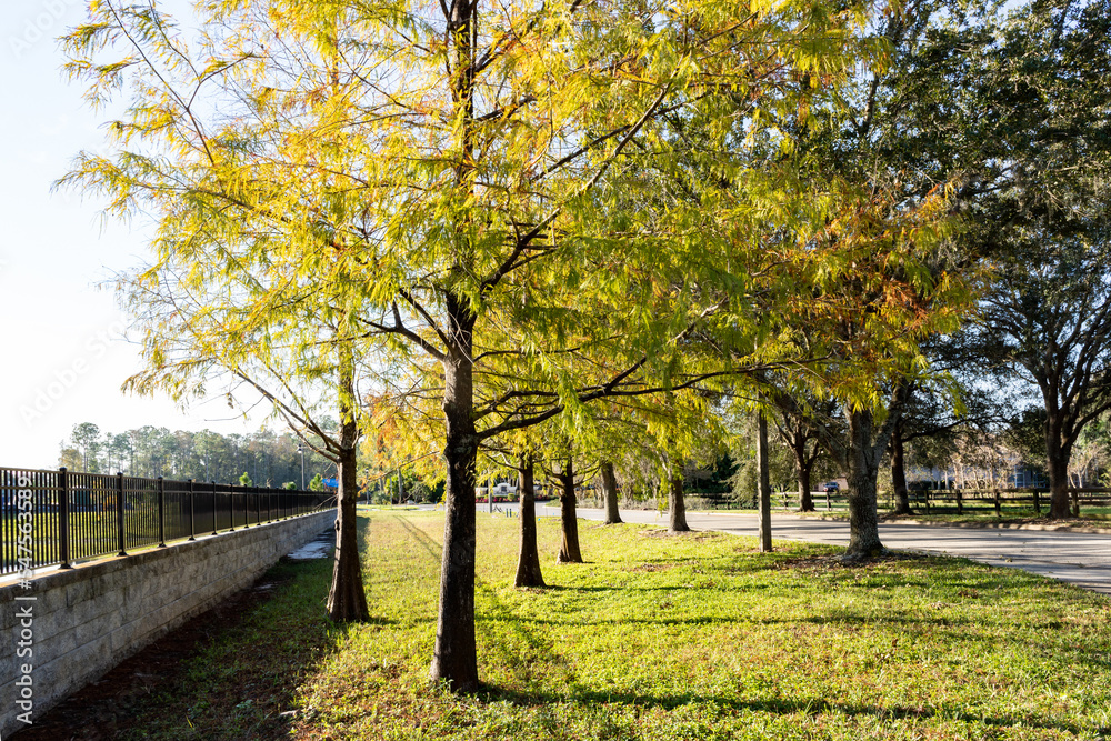 Naklejka premium trees in autumn