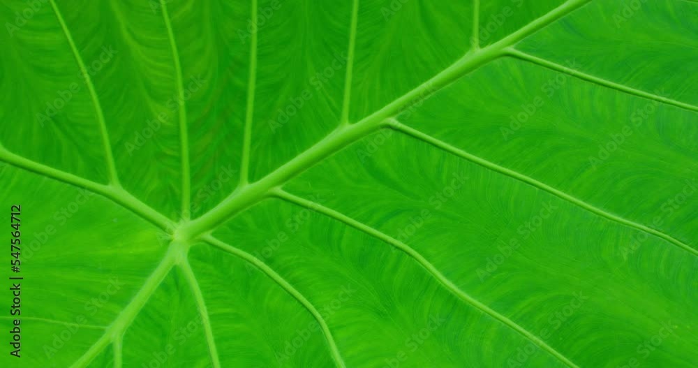 Green tropical plant leaf structure. Close-up shot of leaf blade central vein texture footage. Organic eco life stem in motion. Juicy bright color background. Green tropical plant leaf structure. Close-up shot of leaf blade central vein texture footage. Organic eco life stem in motion. Juicy bright color background.