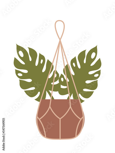 Houseplant on macrame hanger. Monstera with wide leaves in brown pot on thin rope. Organic Home Decor. Design element for social networks. Cartoon flat vector illustration isolated on white background