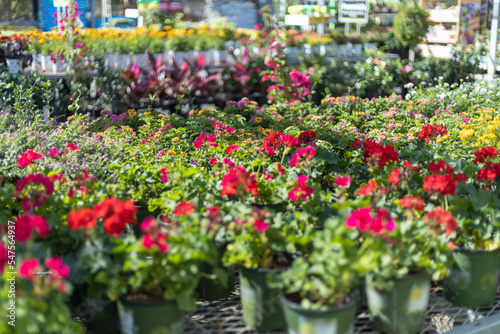 Flower and garden department in a store