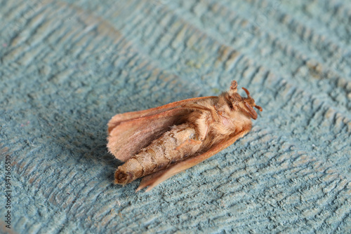 Brown common clothing moth on light textured background, closeup