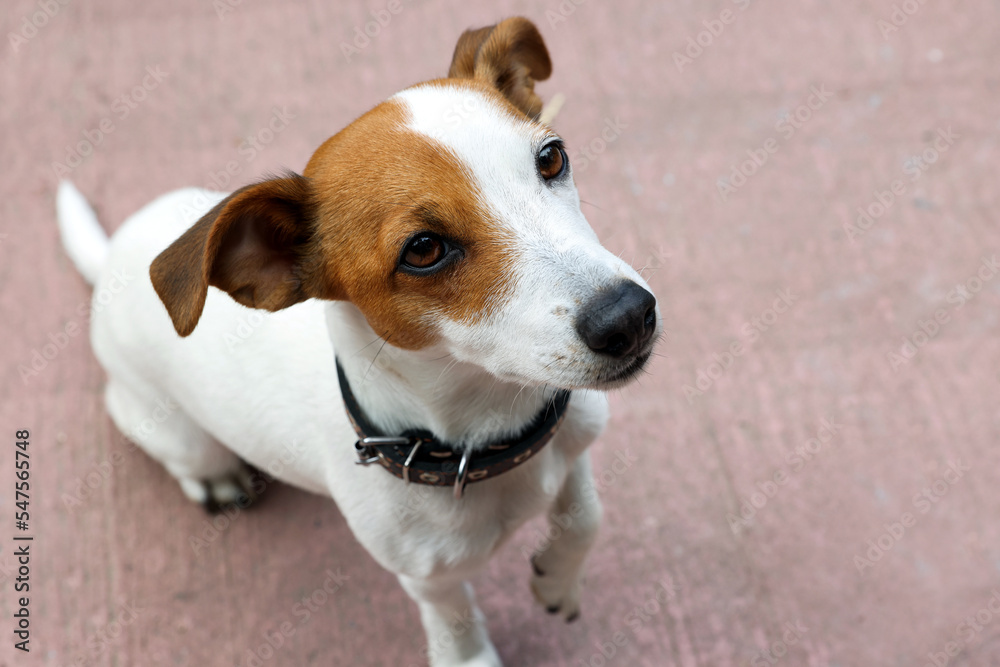 Beautiful Jack Russell Terrier in black leather dog collar outdoors. Space for text Beautiful Jack Russell Terrier in black leather dog collar outdoors. Space for text