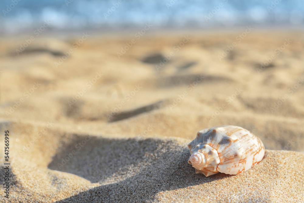 Beautiful seashell on sandy beach near sea, closeup. Space for text Beautiful seashell on sandy beach near sea, closeup. Space for text