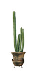 Beautiful green cactus in pot on white background
