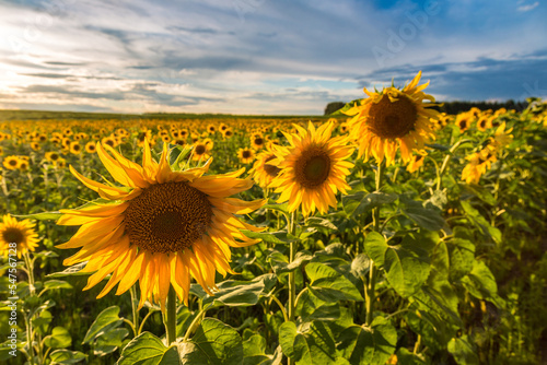 Field of blooming sunflowers