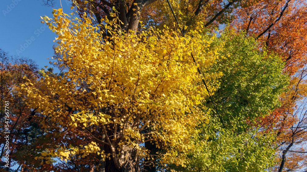 Fototapeta premium 晩秋の樹々