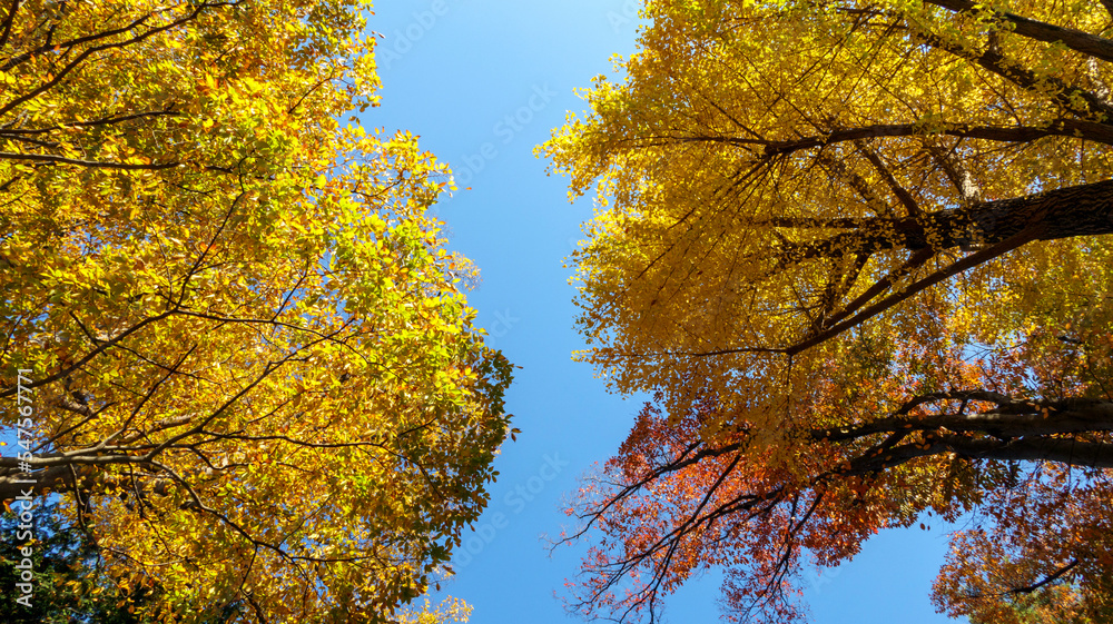 Fototapeta premium 晩秋の樹々