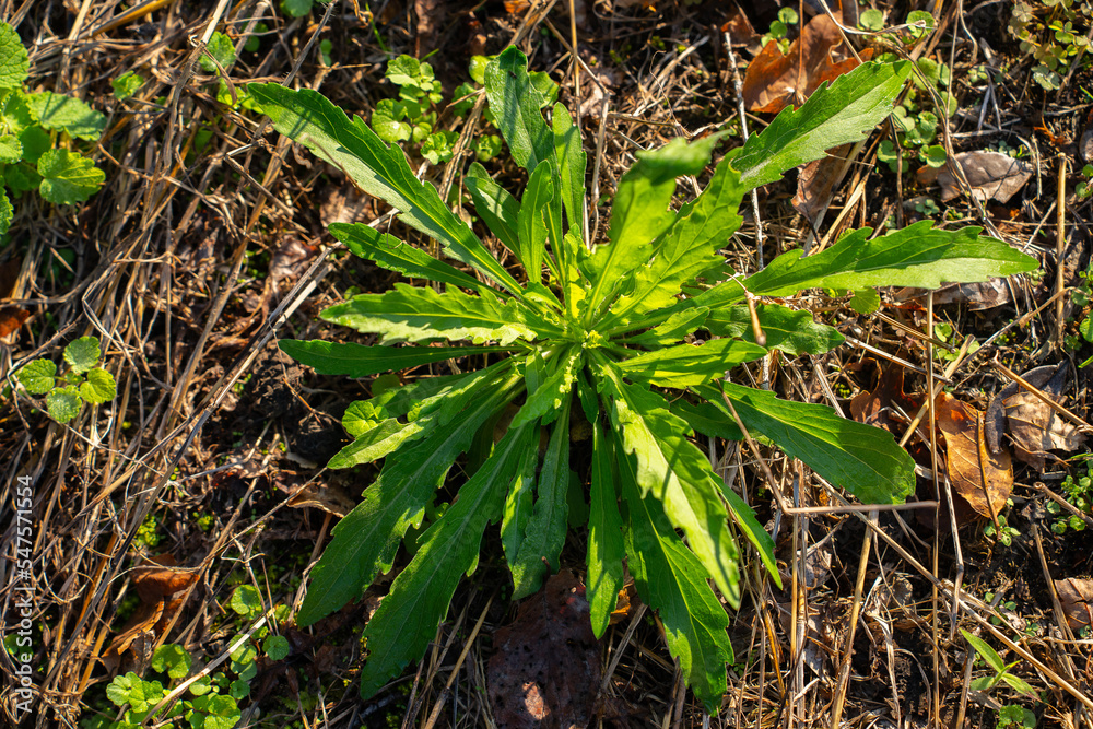 草 植物 草 植物