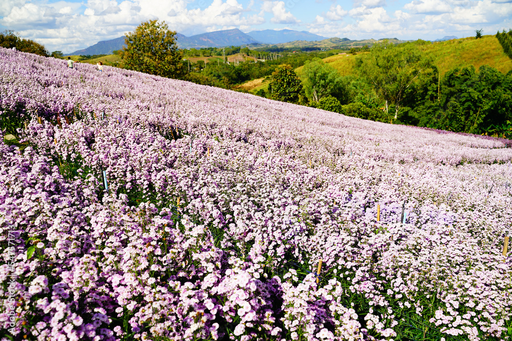 Margaret flower field On Khao Kho, Thailand Beautiful purple flowers, Margaret flowers, are popular for planting as ornamental plants. and convey sincerity, true love Margaret flower field On Khao Kho, Thailand Beautiful purple flowers, Margaret flowers, are popular for planting as ornamental plants. and convey sincerity, true love