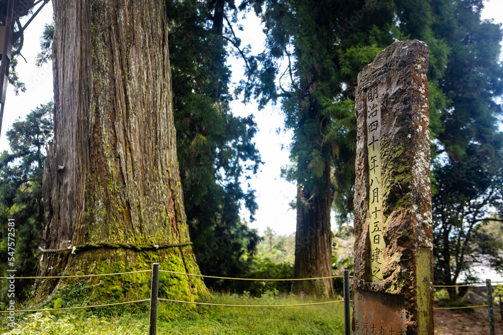 Fototapeta premium Sacred tree of God with rope around in Japan shrine forest