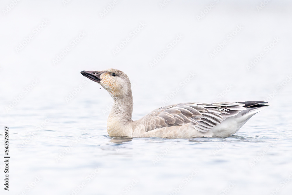 Immature Snow Goose are preparing for the fall migration. Immature Snow Goose are preparing for the fall migration.