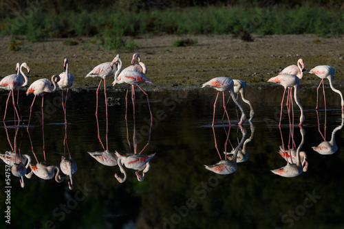 Greater Flamingos with reflection foraging on the pond 