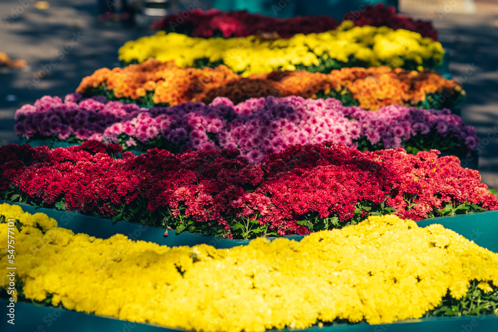 Fototapeta premium Colorful chrysanthemum autumn flower for decoration