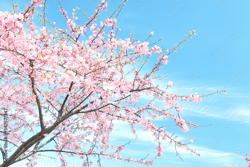 	爽やかな青空と満開の河津桜