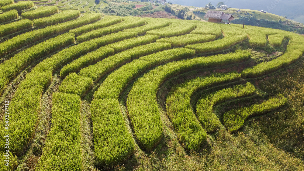 Aerial view of Rice terrace at Ban pa bong piang in Chiang mai Thailand