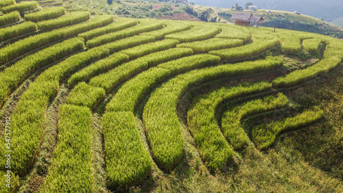 Aerial view of Rice terrace at Ban pa bong piang in Chiang mai Thailand