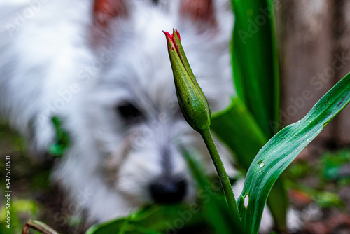 West Highland Terrier sneaking up on a flower