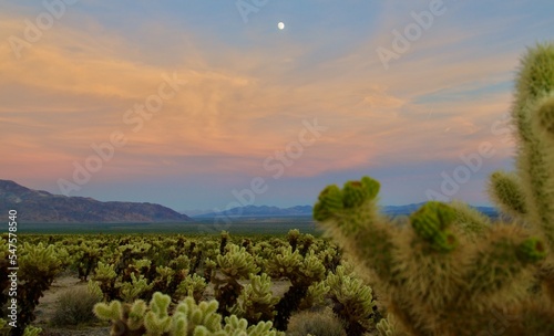 joshua tree national park