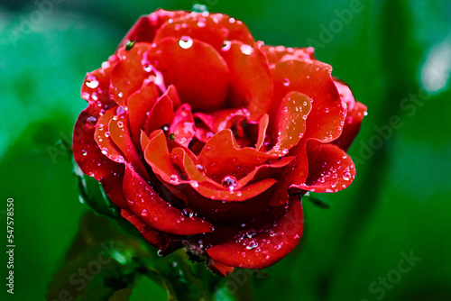red rose with water drops
