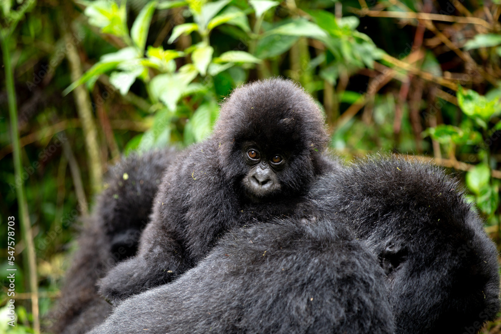 Fototapeta premium Baby Mountain Gorilla (Gorilla beringei beringei) on the back if its mother in the jungle of Rwanda.