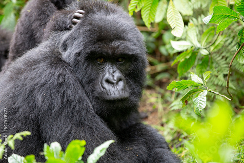 The endangered mountain gorillas (Gorilla beringei beringei) of Rwanda. © Grantat