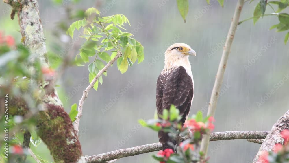 Yellow headed cara cara (Daptrius chimachima)perched on a tree branch under the rain