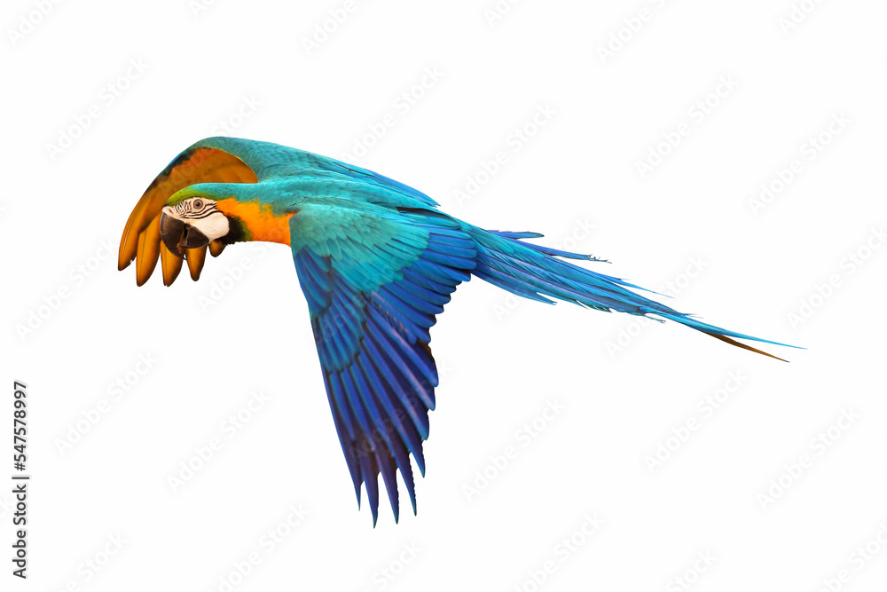 Obraz premium Colorful flying parrot isolated on white background.