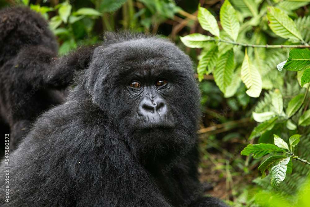 The endangered mountain gorillas (Gorilla beringei beringei) of Rwanda. The endangered mountain gorillas (Gorilla beringei beringei) of Rwanda.