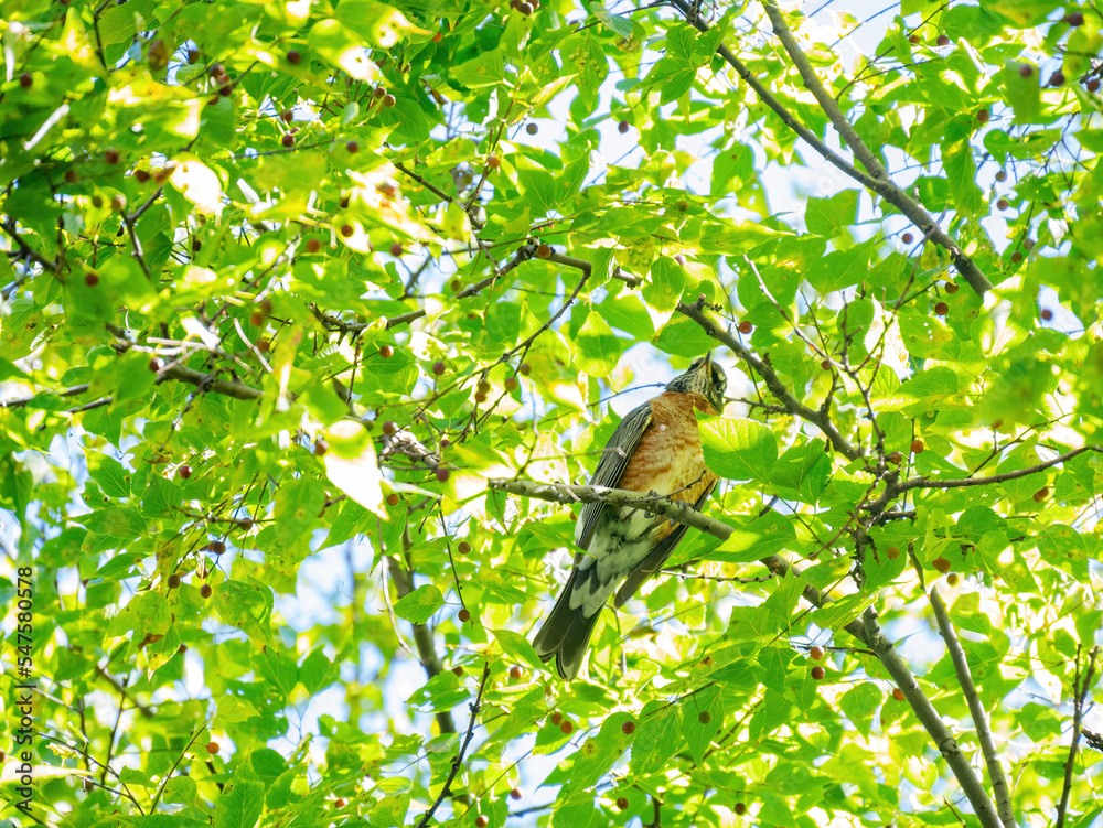Close up shot of American Robin Close up shot of American Robin