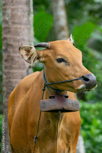 Cow from Bali  Indonesia. October 2022