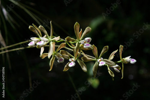 Butterfly Orchid - Encyclia tampensis - in bloom in Fakahatchee Strand State Preserve, Florida. photo
