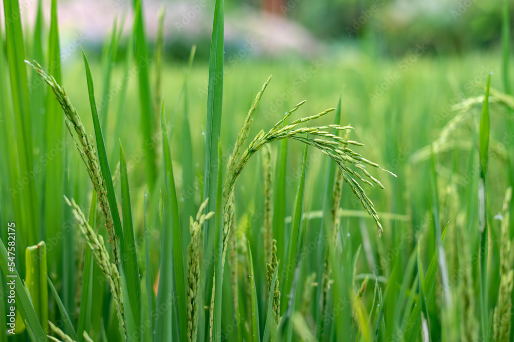 Green rice fields texture of ears close-up. Green rice fields texture of ears close-up.