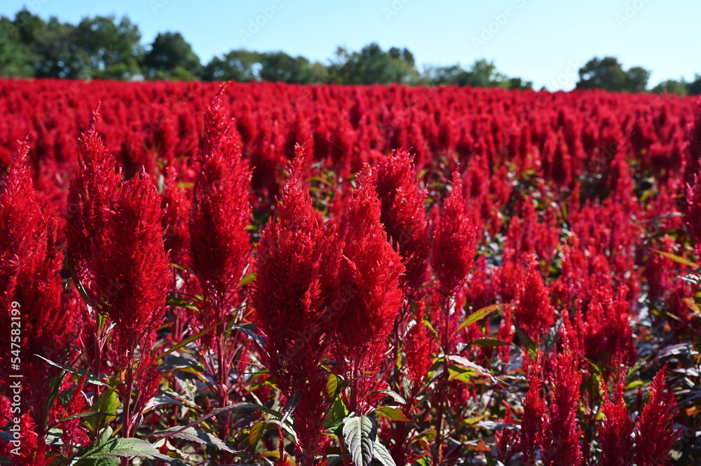 日本の国営武蔵丘陵森林公園の花畑で咲く赤い羽毛ケイトウ