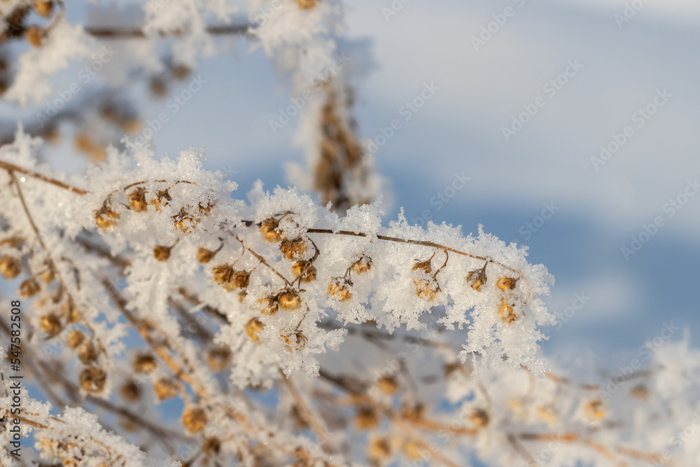 Winter abstract background: dry grass with seed pods covered with snow crystals close-up Winter abstract background: dry grass with seed pods covered with snow crystals close-up