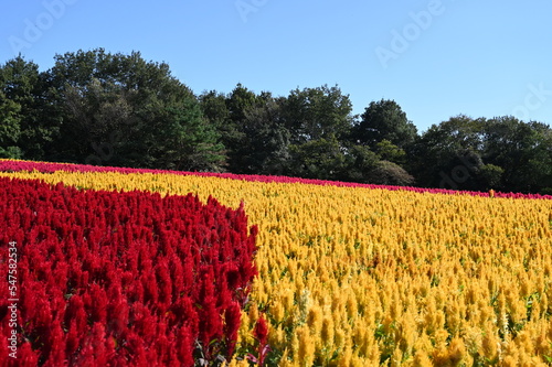 日本の国営武蔵丘陵森林公園の花畑で咲くカラフルな羽毛ケイトウ