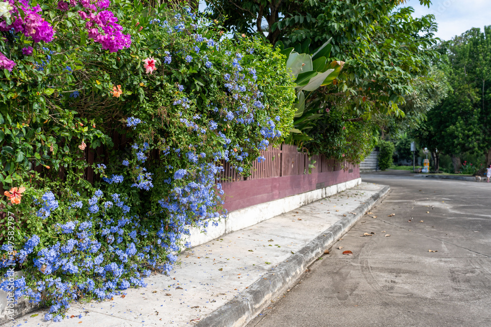 Blooming flowers at the fence in the street