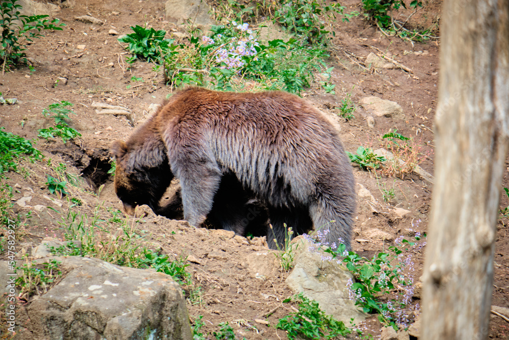 A brown bear plays in a seaside safari park. A brown bear plays in a seaside safari park.