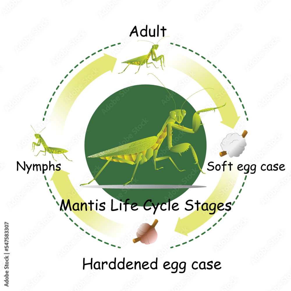 The lifecycle of mantis. Predatory insects. Eat insects for food