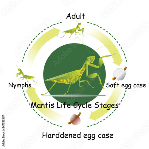 The life-cycle of mantis. Predatory insects. Eat insects for food.