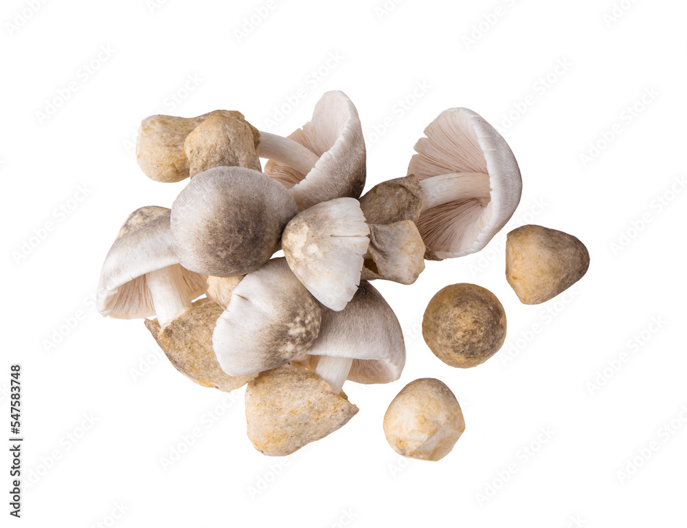 Straw mushroom isolated on transparent png