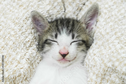Cute little kitten sleeps on blanket, kitten sleeping and smiling