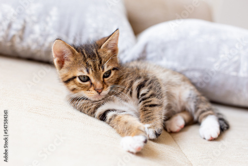 Sleepy cute kitten sitting on white bed at home.