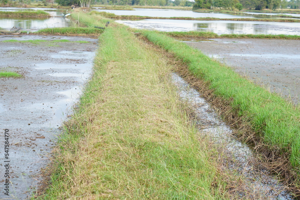 Pathway on a field with green grass