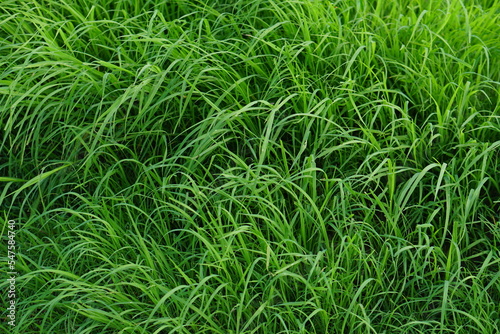 green grass background on the ground