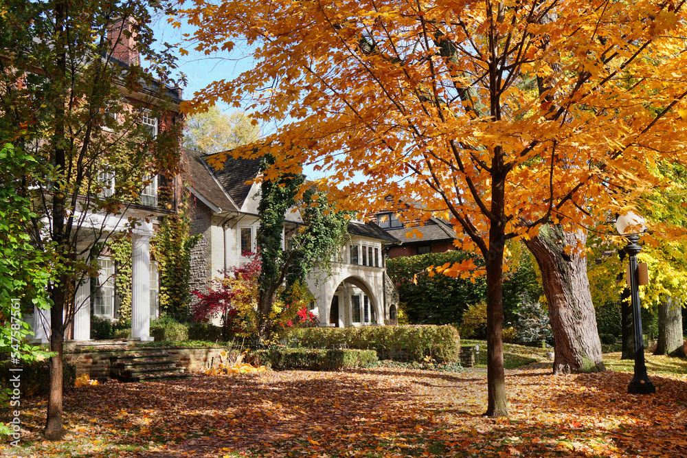 Suburban residential street with a row of Norway maple trees in beautiful golden yellow fall colors