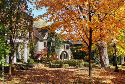 Canvas Print Suburban residential street with a row of Norway maple trees in beautiful golden