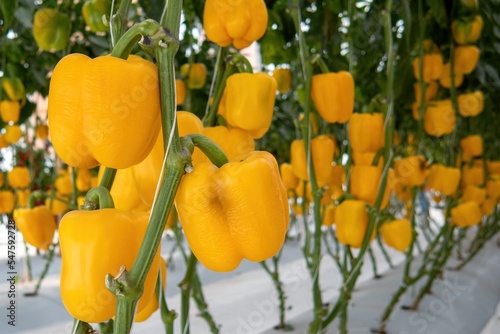 Fresh sweet yellow bell peppers growing on greenhouse, paprika chili.