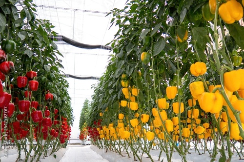 Fresh sweet yellow and red bell peppers growing on greenhouse, paprika chili. photo