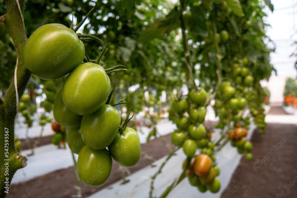 Beautiful red ripe tomatoes grown in a greenhouse Beautiful red ripe tomatoes grown in a greenhouse